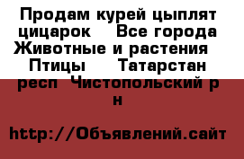 Продам курей цыплят,цицарок. - Все города Животные и растения » Птицы   . Татарстан респ.,Чистопольский р-н
